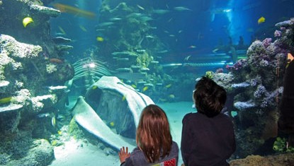 londonaquariumvueloslondres