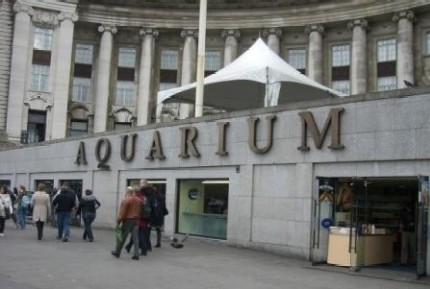 londonaquariumvueloslondres2